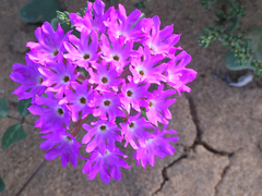 Abronia gracilis