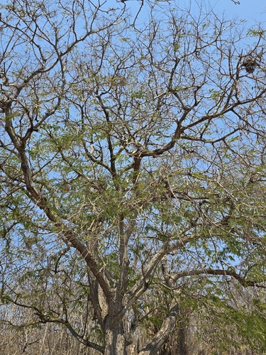 Tamarind (Tamarindus indica)