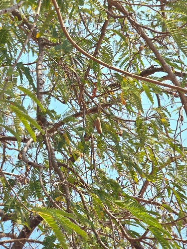 Tamarindo (Tamarindus indica)