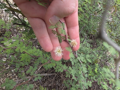 Mimosa texana, photograph 6