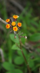 Packera pauciflora