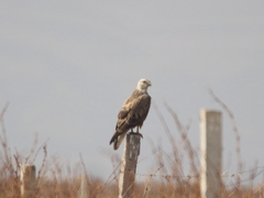 Buteo rufinus