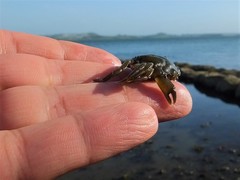 Carcinus maenas