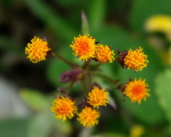 Packera pauciflora
