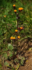 Packera pauciflora