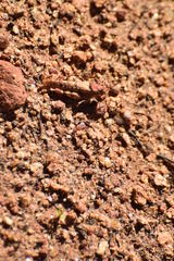 Cibolacris parviceps