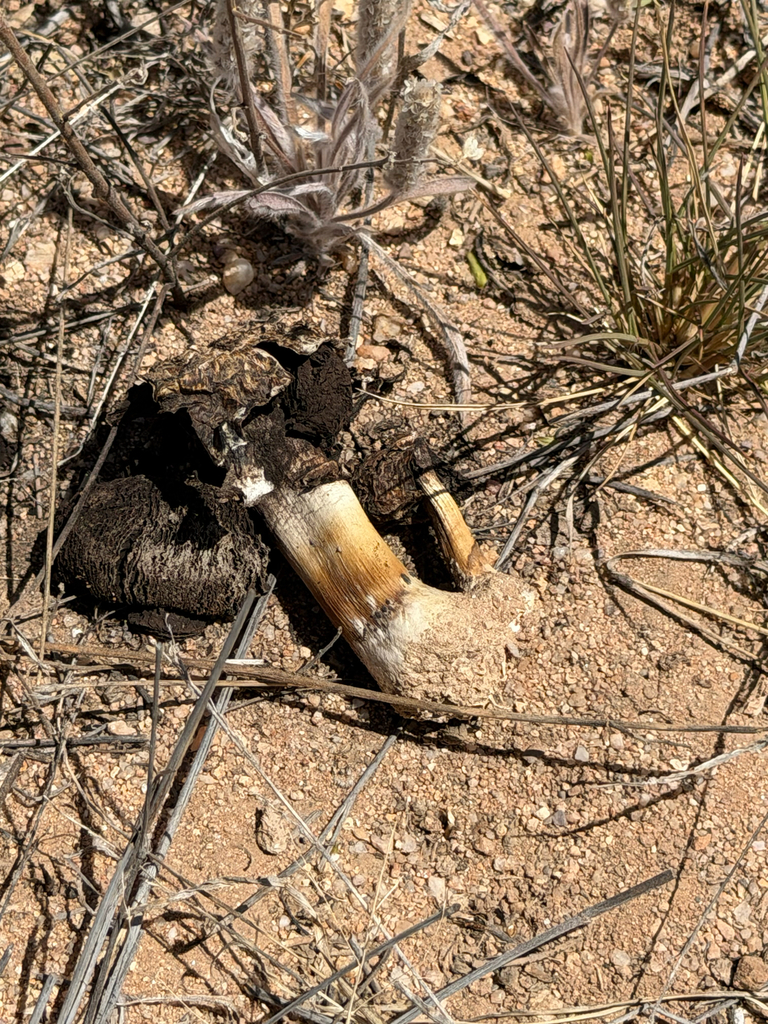 Agaricus evertens