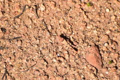 Cibolacris parviceps