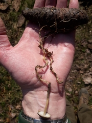 Strobilurus esculentus