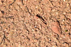 Cibolacris parviceps