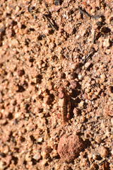 Cibolacris parviceps