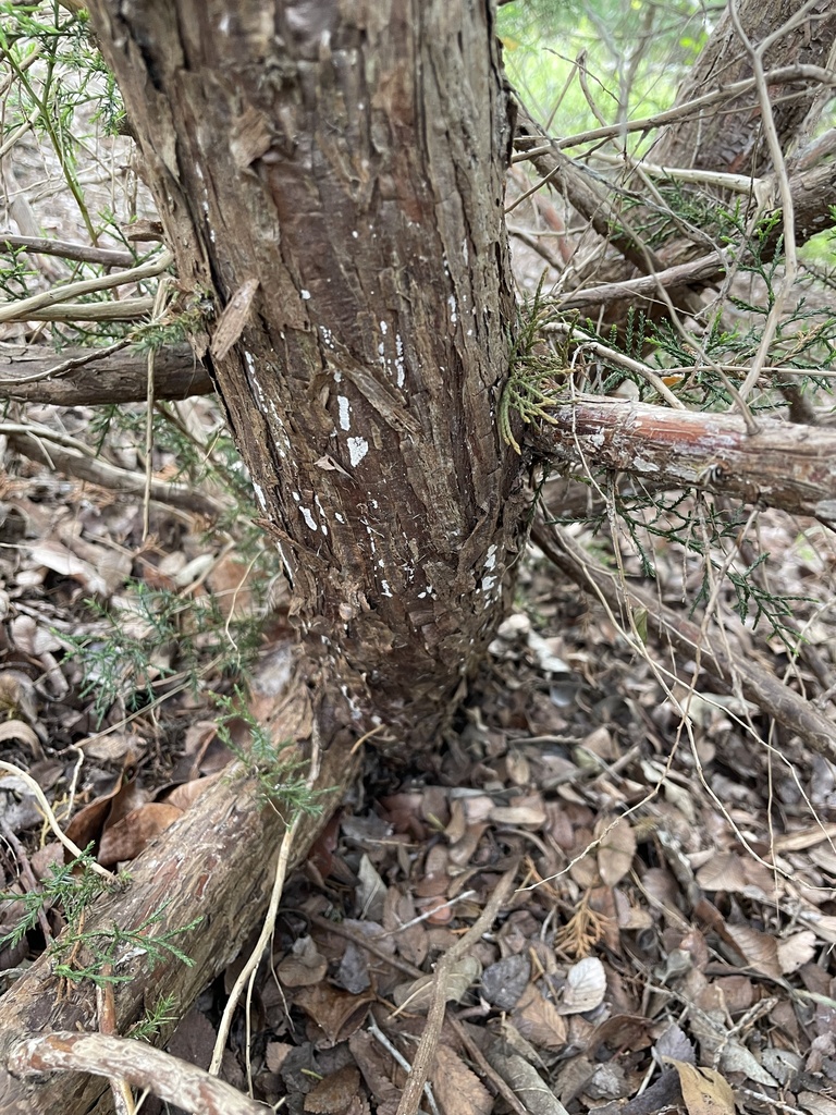 Dendrothele nivosa · April 2026 · photo: © lanechaffin (iNaturalist, cc0)