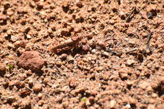 Cibolacris parviceps