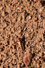 Cibolacris parviceps