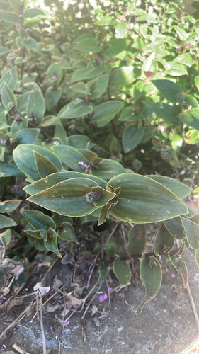 Tradescantia cerinthoides