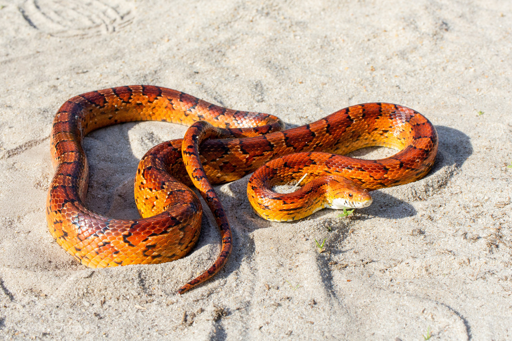 FOTOS: Corn snake, espécie de serpente exótica dos EUA, é