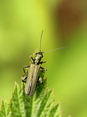 Oedemera virescens