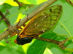 Magicicada cassinii