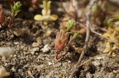 Sedum aetnense