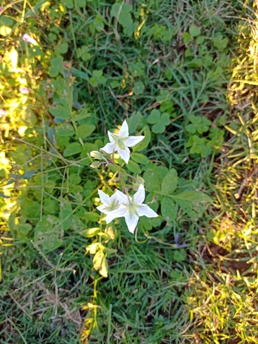 Solanum chacoense, photograph 3