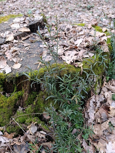 Dwarf euonymus (Euonymus nanus)