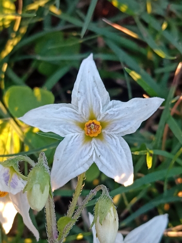 Solanum chacoense, photograph 4