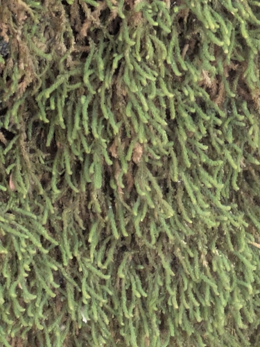 Anomodontopsis rugelii observed 2026-04-24