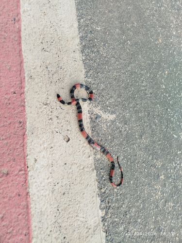 Brazilian False Coral Snake