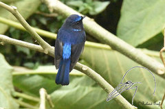 Niltava macgrigoriae