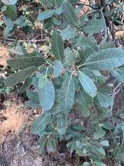Chrysolepis sempervirens
