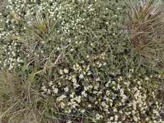 Pimelea sericeovillosa pulvinaris