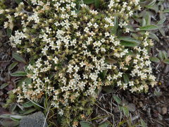 Pimelea sericeovillosa pulvinaris