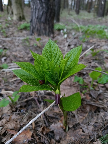 Scopolia carniolica, photograph 5