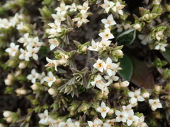 Pimelea sericeovillosa pulvinaris