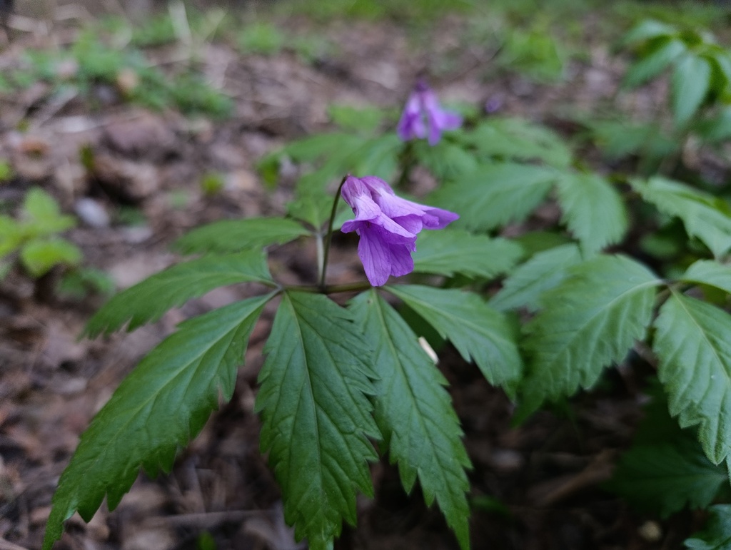 Cardamine glanduligera; photograph (c) Мирослав Соболев, some rights reserved (CC BY)