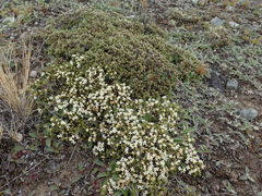 Pimelea sericeovillosa pulvinaris