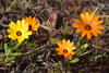Cape Marigold - Photo (c) Valtierra, some rights reserved (CC BY-NC-ND), uploaded by Valtierra