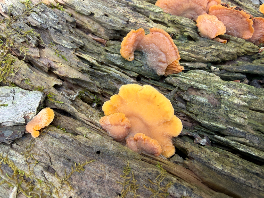 Phyllotopsis nidulans · April 2026 · photo: © kefreecomo (iNaturalist, cc-by)
