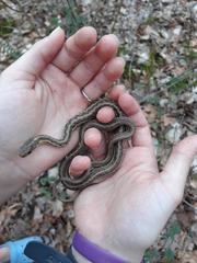 Thamnophis sirtalis