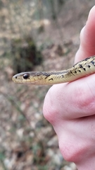 Thamnophis sirtalis