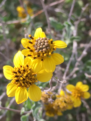 Bahiopsis microphylla