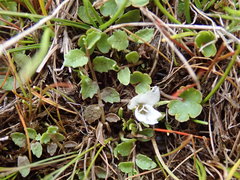 Lobelia perpusilla
