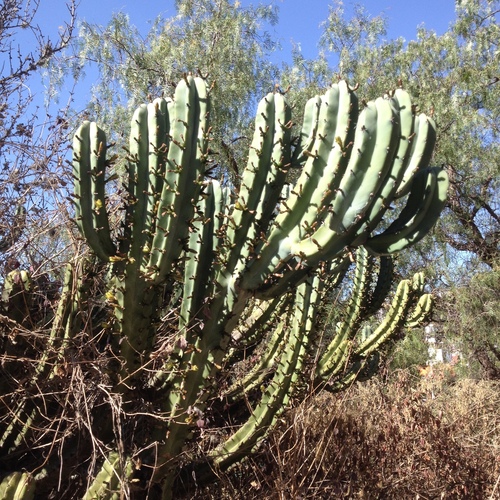Blue Myrtle-cactus