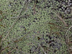 Raoulia parkii