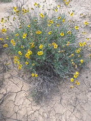 Bahiopsis microphylla