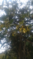 Palicourea lineariflora