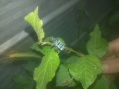 Aegorhinus superciliosus