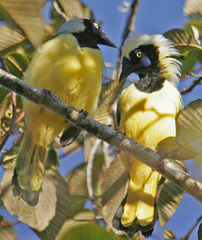 Cyanocorax yncas yncas