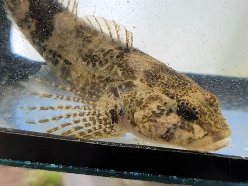 Rhine Sculpin, photo 3 of 7