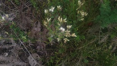 Chromolaena bullata